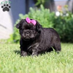 Amy/French Bulldog									Puppy/Female	/9 Weeks,Meet Amy, an absolutely adorable AKC French Bulldog puppy with a charming personality and a heart full of love! This precious little girl is playful, affectionate, and always ready to brighten your day with her sweet nature and adorable expressions. She enjoys exploring her surroundings, playing with her favorite toys, and soaking up attention from everyone she meets. With her beautiful coat, signature Frenchie ears, impressive big rope nose, and irresistible face, Amy is sure to steal hearts wherever she goes. Raised with lots of love and attention in a veterinarian’s home, she has been well-socialized and given the very best start in life. Whether she’s cuddling up for snuggles or entertaining everyone with her playful antics, Amy brings joy to every moment.
