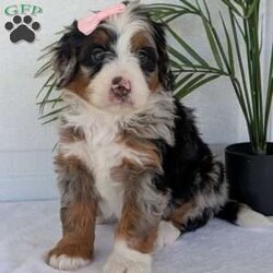Annie/Mini Bernedoodle									Puppy/Female	/8 Weeks,Hello everyone! Meet our precious little girl, Annie. She is a beautiful F1 blue-merle mini bernedoodle with a very beautiful coat of soft wavy hair! Her coat is a very unique color of blue! Annie has a very sweet temperament andis very well socialized! She is very playful and is sure to make the perfect companion to anyone giving her a loving home! Annie would make the perfect companion to go on walks with or if you are looking for someone to snuggle up on the couch with she is always up for that as well! Annie will be available to go home on July 7th..