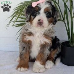 Annie/Mini Bernedoodle									Puppy/Female	/8 Weeks,Hello everyone! Meet our precious little girl, Annie. She is a beautiful F1 blue-merle mini bernedoodle with a very beautiful coat of soft wavy hair! Her coat is a very unique color of blue! Annie has a very sweet temperament andis very well socialized! She is very playful and is sure to make the perfect companion to anyone giving her a loving home! Annie would make the perfect companion to go on walks with or if you are looking for someone to snuggle up on the couch with she is always up for that as well! Annie will be available to go home on July 7th..