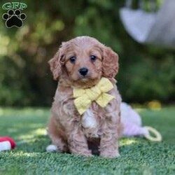 Easton/Cavapoo									Puppy/Male	/8 Weeks,Hi, my name is Easton, and I’m an absolutely adorable Cavapoo puppy with a sweet personality and a heart full of love! I’m a playful and affectionate little pup who loves exploring new things, soaking up attention, and making everyone around me smile. I have a gentle nature, a happy little spirit, and a lovable personality that makes me the perfect companion for all of life’s fun adventures. With my soft, fluffy coat, precious puppy eyes, and charming Cavapoo looks, I’m always ready for playtime, cuddles, and making special memories with my forever family. 