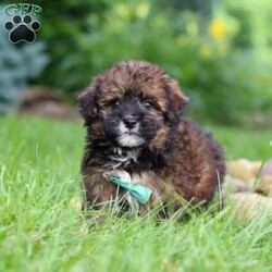 Frankie/Havapoo									Puppy/Male	/10 Weeks,Meet Frankie, a sweet Havapoo! He’s full of energy, curiosity, and unconditional love, always ready to explore, chase toys, and discover something new. When the day winds down, he’s happiest curled up close, soaking in every cuddle with his gentle and affectionate nature. His small size makes him an excellent companion, offering the perfect blend of fun, loyalty, and charm. He’ll make a wonderful companion for families, singles, or anyone looking for a loving little friend.
