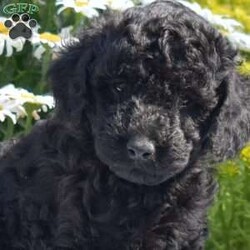 Theo/Miniature Poodle									Puppy/Male	/May 18th, 2026,Check out this adorable Mini Poodle, Theo! This precious pup is vet checked & up to date on shots & wormer, plus comes with a health guarantee provided by the breeder! Theo is well socialized & currently being family raised with children!