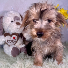 Kyle/Yorkshire Terrier/Female/January 19, 2026