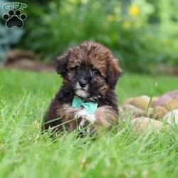 Frankie/Havapoo									Puppy/Male	/10 Weeks,Meet Frankie, a sweet Havapoo! He’s full of energy, curiosity, and unconditional love, always ready to explore, chase toys, and discover something new. When the day winds down, he’s happiest curled up close, soaking in every cuddle with his gentle and affectionate nature. His small size makes him an excellent companion, offering the perfect blend of fun, loyalty, and charm. He’ll make a wonderful companion for families, singles, or anyone looking for a loving little friend.