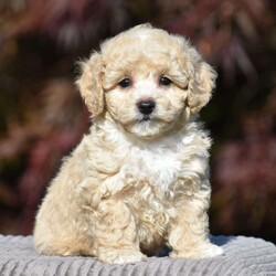 Lincoln/Bich-Poo									Puppy/Male	/9 Weeks,Pond View Puppies is excited to introduce Kenny and Twinkles’s new Bichpoo puppies!! They were born on May 2, 2026. We expect these puppies to weigh 9 to 13 pounds full grown. These pups will be a perfect fit for a family pet or for a 1-person companion! They love attention and cuddles. And they love playing with their toys and children. These Bich-poo are a good fit for anyone, including  families  with children. Our Bich-poo puppies have  been microchipped. They have had their first vaccinations and dewormers and have benn given health certificates by our  veterinarian. You will be given a 2-year genetic health guarantee, a small bag of NutriSource puppy food, and a blanket with the mother & littermate’s scent on it when you pick up your puppy. Pond View Puppies is eager to meet you! We will do our best to make this adoption process easy for you and your new furbaby :).  You may call or text Ruthie any time. Sunday calls & texts will be returned on Monday morning.