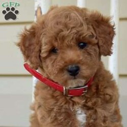 Nala/Miniature Poodle									Puppy/Female	/May 8th, 2026,Nala is a friendly Miniature Poodle puppy who loves to play and can be registered with the ACA! This sweet girl is socialized, family raised with children, and ready to be your loyal companion! Nala comes home with a 30 day health guarantee provided by the breeder. This cutie has also been seen by a vet and is up to date on shots and de-wormer.