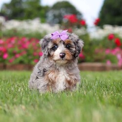 Jewel/Mini Bernedoodle									Puppy/Female	/7 Weeks,Hi, my name is Jewel, and I’m an absolutely adorable Mini Bernedoodle puppy ready to bring lots of sunshine, love, and happiness into my forever home! I’m a sweet and playful little companion who loves exploring, making new memories, and being part of all the fun adventures life brings. I have a gentle nature, a happy spirit, and a lovable personality that makes every day brighter. With my soft, fluffy coat, precious puppy eyes, and charming Mini Bernedoodle looks, I’m the perfect little bundle of joy to celebrate summer days with. I can’t wait to fill my forever family’s life with love, laughter, puppy snuggles, and lots of unforgettable moments!