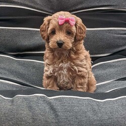 Lilly/Maltipoo									Puppy/Female	/8 Weeks,Meet Lilly our most precious little girl! She is a beautiful red color and is so precious, she loves being held and snuggled and next she’s off playing with our young children , her mom Luna takes the best care of her little ones and has a calming temperament, the babies are being dewormed regularly and vaccinated, they’ll be health checked by our local vet and also micro chipped , the babies get love and attention every day! Her estimate adult weight will be around 10#-12#s , if you love puppies as much as we do and want to give Lilly the best home call or text . 