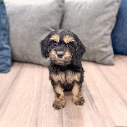 Pepper/Cockapoo									Puppy/Male	/8 Weeks,Meet Pepper! Outgoing, inquisitive, playful and full of fun! Pepper is quite the little guy. Always the one to try out new things. Pepper is very intelligent and quick to comprehend. Sure to steal your heart!