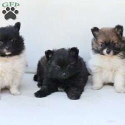Callie/Pomeranian									Puppy/Female	/May 14th, 2026,Callie is one of three in her litter, her approximate adult weight is 7 to 8 pounds 