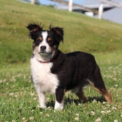 Frankie/Miniature Australian Shepherd									Puppy/Male	/7 Weeks,Hi, my name is Frankie, and I’m an absolutely adorable ASDR Mini Australian Shepherd puppy with a big personality and a heart full of love! I’m a sweet and playful little companion who loves soaking up attention, exploring the world around me, and enjoying all the fun adventures that sunny days bring. I have a bright spirit, a curious nature, and a lovable personality that makes every moment more special. With my fluffy coat, adorable puppy eyes, and charming Toy Aussie looks, I’m sure to steal your heart wherever I go. I can’t wait to spend my days making memories, enjoying outdoor adventures, and bringing endless love and happiness to my forever family!