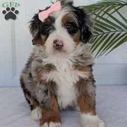 Annie/Mini Bernedoodle									Puppy/Female	/8 Weeks,Hello everyone! Meet our precious little girl, Annie. She is a beautiful F1 blue-merle mini bernedoodle with a very beautiful coat of soft wavy hair! Her coat is a very unique color of blue! Annie has a very sweet temperament andis very well socialized! She is very playful and is sure to make the perfect companion to anyone giving her a loving home! Annie would make the perfect companion to go on walks with or if you are looking for someone to snuggle up on the couch with she is always up for that as well! Annie will be available to go home on July 7th..