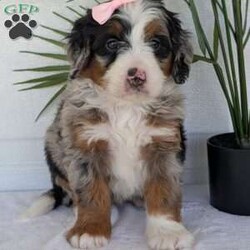 Annie/Mini Bernedoodle									Puppy/Female	/8 Weeks,Hello everyone! Meet our precious little girl, Annie. She is a beautiful F1 blue-merle mini bernedoodle with a very beautiful coat of soft wavy hair! Her coat is a very unique color of blue! Annie has a very sweet temperament andis very well socialized! She is very playful and is sure to make the perfect companion to anyone giving her a loving home! Annie would make the perfect companion to go on walks with or if you are looking for someone to snuggle up on the couch with she is always up for that as well! Annie will be available to go home on July 7th..