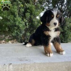 Samson/Bernese Mountain Dog									Puppy/Male	/9 Weeks,Meet our Bernese Mountain Dog Puppies! They are developing wonderful temperaments. They are around kids daily to interact with, so they are very well socialized. When traveling home they come with a AKC registration,1 year health guarantee, health certificate, vaccination record, microchipped, food and a blanket. They are up to date on all vaccinations and de wormings. Both parents are healthy. Dad is Health tested clear. 