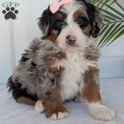 Annie/Mini Bernedoodle									Puppy/Female	/8 Weeks,Hello everyone! Meet our precious little girl, Annie. She is a beautiful F1 blue-merle mini bernedoodle with a very beautiful coat of soft wavy hair! Her coat is a very unique color of blue! Annie has a very sweet temperament andis very well socialized! She is very playful and is sure to make the perfect companion to anyone giving her a loving home! Annie would make the perfect companion to go on walks with or if you are looking for someone to snuggle up on the couch with she is always up for that as well! Annie will be available to go home on July 7th..