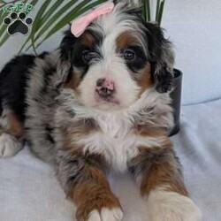Annie/Mini Bernedoodle									Puppy/Female	/8 Weeks,Hello everyone! Meet our precious little girl, Annie. She is a beautiful F1 blue-merle mini bernedoodle with a very beautiful coat of soft wavy hair! Her coat is a very unique color of blue! Annie has a very sweet temperament andis very well socialized! She is very playful and is sure to make the perfect companion to anyone giving her a loving home! Annie would make the perfect companion to go on walks with or if you are looking for someone to snuggle up on the couch with she is always up for that as well! Annie will be available to go home on July 7th..