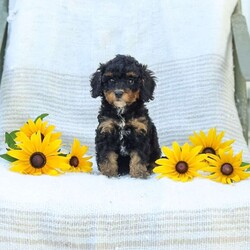 Krissy/Cavapoo									Puppy/Female	/8 Weeks,Making all your fluffy dreams come true, I am the softest, most cuddly, adorable Cavapoo Mix puppy around! How can you say no to my expressive, pleading puppy eyes and tiny, wagging tail? I am adored by the kind people who are raising me, spoiling me with endless love and attention. I am getting a family home style raising, so I am an excellent choice for people of all ages. I am started with potty training to make things easier for my new family. My favorite things to do are explore in the yard, cuddle for a little snooze, or anything that involves quality time with the people I love most. I will be a dedicated, loyal little puppy pal to you, always ready to comfort you when life gets a bit tough. Why live life without me when you can adopt me today! Before I join your family I will have already received my first vaccinations and deworming. I have had a check up with the vet already as well! Have I stolen your heart yet? Thank you so much for considering making me a new member of your family! My human family would be so pleased to hear from you and arrange a time to visit. My mother Jenny lives here too. She is a Cavapoo and weighs 12 Ibs. My father, Jeremy, is a 14 lbs., AKC registered Mini Poodle. Now that you know everything about me, give me a chance to get to know you! Call soon, I am so excited to meet my forever family! Call Sunset View Kennel #16190, please no text messages. Sunday calls will be returned on Monday. Shipping available!