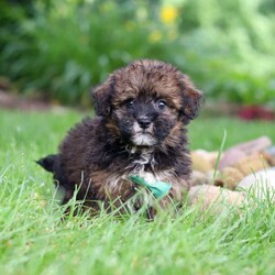 Frankie/Havapoo									Puppy/Male	/10 Weeks,Meet Frankie, a sweet Havapoo! He’s full of energy, curiosity, and unconditional love, always ready to explore, chase toys, and discover something new. When the day winds down, he’s happiest curled up close, soaking in every cuddle with his gentle and affectionate nature. His small size makes him an excellent companion, offering the perfect blend of fun, loyalty, and charm. He’ll make a wonderful companion for families, singles, or anyone looking for a loving little friend.
