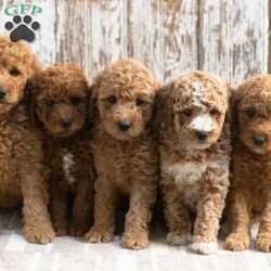 Kimberly/Mini Labradoodle									Puppy/Female	/8 Weeks,Meet Kimberly! She will be a great addition to your life! She is looking for a loving family to be a part of and will bring joy to you each day! Family raised, up to date on shots and dewormer, and comes with a 1 year genetic health guarantee. She’s socialized with our children, who help care for the puppies!! She comes with a small bag of food, blanket, toy and a collar. Give us a call today! We’re open Monday-Saturday 8-8 and closed on Sundays. Sunday messages will be returned on Monday. Country Echo Pets,  Raymond Lapp Sunbury Pa 17801 Pa License #17927