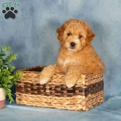 Amberly/Mini Labradoodle									Puppy/Female	/April 26th, 2026,These sweet little Labradoodle puppies are happy, healthy, and ready to find their new furever families! Raised in a loving family environment, they have been very well socialized and are comfortable with all the everyday sights and sounds of family life. They’ve been handled regularly and are used to being around children, helping them grow into confident and affectionate companions.