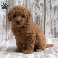 Kimberly/Mini Labradoodle									Puppy/Female	/8 Weeks,Meet Kimberly! She will be a great addition to your life! She is looking for a loving family to be a part of and will bring joy to you each day! Family raised, up to date on shots and dewormer, and comes with a 1 year genetic health guarantee. She’s socialized with our children, who help care for the puppies!! She comes with a small bag of food, blanket, toy and a collar. Give us a call today! We’re open Monday-Saturday 8-8 and closed on Sundays. Sunday messages will be returned on Monday. Country Echo Pets,  Raymond Lapp Sunbury Pa 17801 Pa License #17927