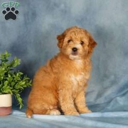 Amberly/Mini Labradoodle									Puppy/Female	/April 26th, 2026,These sweet little Labradoodle puppies are happy, healthy, and ready to find their new furever families! Raised in a loving family environment, they have been very well socialized and are comfortable with all the everyday sights and sounds of family life. They’ve been handled regularly and are used to being around children, helping them grow into confident and affectionate companions.