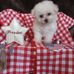 Callie/Bichon Frise									Puppy/Female	/May 13th, 2026,Callie is a wee tiny baby girl of 1.1 lbs doesn’t seem to know she is the smallest! She is a very adventurous and inquisitive playful little cuddle bug. She is started on her puppy pad training and is eating very well! Callie had her 6 wk check up at the vet, where she also got her vaccinations and her health certificate. She will have her 1 yr. health guarantee, a sample bag of food, some puppy pads and her birth certificate with her when she goes to her forever home. I have transportation options available. Callie would love to meet you and give you lots of sweet puppy kisses!