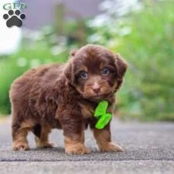 Walter/Mini Aussiedoodle									Puppy/Male	/7 Weeks,Hi, my name is Walter, and I’m an absolutely adorable Mini Aussiedoodle puppy with a happy personality and a heart full of love! I enjoy exploring new places, learning new things, and spending time with the people around me. Whether I’m playing with my favorite toys, going on little adventures, or curling up for cozy snuggles after a fun-filled day, I’m happiest when I’m surrounded by love and attention. With my soft, fluffy coat, bright, expressive eyes, and irresistible charm, I’m sure to bring joy and laughter wherever I go. I can’t wait to find my forever family and fill every day with love, companionship, and unforgettable memories.