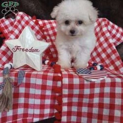 Callie/Bichon Frise									Puppy/Female	/May 13th, 2026,Callie is a wee tiny baby girl of 1.1 lbs doesn’t seem to know she is the smallest! She is a very adventurous and inquisitive playful little cuddle bug. She is started on her puppy pad training and is eating very well! Callie had her 6 wk check up at the vet, where she also got her vaccinations and her health certificate. She will have her 1 yr. health guarantee, a sample bag of food, some puppy pads and her birth certificate with her when she goes to her forever home. I have transportation options available. Callie would love to meet you and give you lots of sweet puppy kisses!