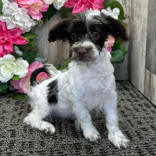 Adopt a dog:Oakley/Havanese/Female/March 12, 2026,Hi, I'm Oakley! I'm an 18-week-old female Havanese with a beautiful black coat, born on March 12. I am ready now to plan my trip to my forever family. Once I reach my adult size, I'm expected to weigh between 8–14 lbs. I'm AKC registered. I will fill your home with love, laughter, and puppy snuggles.