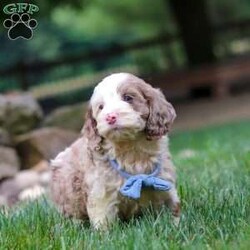 Oakley/Cockapoo									Puppy/Male	/9 Weeks,Hi, my name is Oakley, and I’m an absolutely adorable Cockapoo puppy with a sweet personality and a heart full of love! I’m playful, affectionate, and always ready to brighten your day with my happy spirit. I love exploring new places, playing with my favorite toys, and spending time with the people I love most. After a fun-filled day of adventures, my favorite place is right by your side, soaking up cuddles and attention. With my soft, fluffy coat, expressive eyes, and irresistible Cockapoo charm, I’m sure to capture your heart from the moment we meet. I’m intelligent, eager to please, and ready to become a loyal companion who will fill your home with love, laughter, and unforgettable memories.