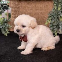 Marlin/Teddy Bear									Puppy/Male	/7 Weeks,Meet Marlin, a gorgeous cream teddy bear puppy with a soft, creamy white coat and an irresistibly sweet, fluffy appearance. Teddy bear puppies—also called Shichons or Zuchons—are a beloved cross between the Shih Tzu and Bichon Frise. Known for their plush coats, rounded faces, and small, sturdy frames, these companions typically grow to between 10 and 18 pounds. Their gentle, affectionate nature and adaptability make them an excellent choice for families, couples, seniors, and first-time dog owners alike.
