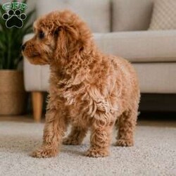 Bella/Cavapoo									Puppy/Female	/11 Weeks,Are you looking for an awesome puppy ? This one would love to be your buddy !! Bred to bring joy and love to your life !!