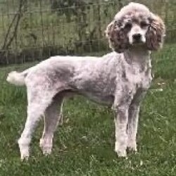 Sprinkles/Cockapoo									Puppy/Female	/May 29th, 2026,Say hello to Sprinkles, a bubbly Cockapoo puppy who is just as sweet as her name! Raised in a family with children, she is well-socialized, friendly, and affectionate. Sprinkles is vet-checked, up to date on vaccinations & dewormer, plus the breeder provides a 1-year genetic health guarantee. If you are looking for a happy, loving companion to complete your family, Sprinkles may be the one for you!