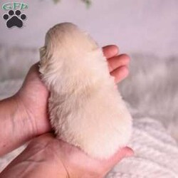 Marlin/Teddy Bear									Puppy/Male	/7 Weeks,Meet Marlin, a gorgeous cream teddy bear puppy with a soft, creamy white coat and an irresistibly sweet, fluffy appearance. Teddy bear puppies—also called Shichons or Zuchons—are a beloved cross between the Shih Tzu and Bichon Frise. Known for their plush coats, rounded faces, and small, sturdy frames, these companions typically grow to between 10 and 18 pounds. Their gentle, affectionate nature and adaptability make them an excellent choice for families, couples, seniors, and first-time dog owners alike.