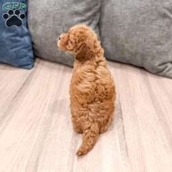 Buddy/Mini Goldendoodle									Puppy/Male	/9 Weeks,Meet Buddy! This sweet and adorable F1B Mini Goldendoodle is looking for a forever family!