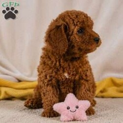 Jake/Cavapoo									Puppy/Male	/May 22nd, 2026,Healthy!! Happy!! Huggable is what I am!! My name is Jake and I am an F1b Cavapoo puppy!!I am Hypoallergenic and nonshedding!! I am adventerous and love playing!! I love people and interacting with other fur pals! I will be sure to attract lots of attention with my sweet puppyality! I come to you vet checked, dewormed, and up to date on all vaccines and dewormer.My Mom is our own sweet Josie a 19# F1 Cavapoo and Dad is Rookie a handsome 11# mini Poodle. Please contact Fran to find out more on the process of adopting me into my new home.shipping is available anywhere in the USA! There will be a 7% sales tax charge for all in home pick ups.