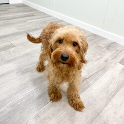 Buddy/Mini Goldendoodle									Puppy/Male	/9 Weeks,Meet Buddy! This sweet and adorable F1B Mini Goldendoodle is looking for a forever family!