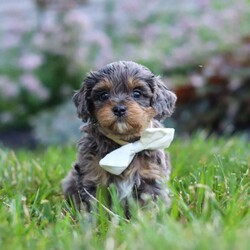 Alfie/Cavapoo									Puppy/Male	/6 Weeks,Hi, I’m Alfie! I’m an absolutely adorable F1B Cavapoo puppy with a sweet personality and a heart full of love. I love exploring new places, playing with my favorite toys, and spending time with the people I love most. Whether I’m enjoying a fun adventure or snuggling up for cuddle time, I’m happiest when I’m surrounded by love and attention. With my soft, fluffy coat, bright eyes, and affectionate nature, I’m sure to steal your heart from the very first moment we meet. I can’t wait to fill my forever home with endless love, laughter, and unforgettable memories!