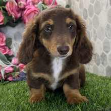 Nutmeg/Dachshund/Female/April 26, 2026
