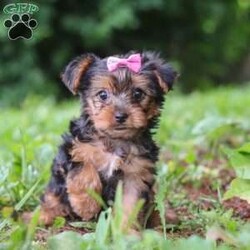 Luna/Yorkie									Puppy/Female	/9 Weeks,Hi, my name is Luna, and I’m an adorable ACA Registered Yorkshire Terrier puppy with a sweet personality and plenty of love to give! I have a beautiful coat, bright little eyes, and a playful, affectionate nature that makes me a wonderful companion. I enjoy exploring, playing with toys, and spending time with people, but I also love curling up for snuggles when it’s time to relax. I am up to date on my vaccines and dewormer and come with a one-year genetic health guarantee. My estimated adult weight is around 9 pounds, making me the perfect little companion to take along on life’s adventures.