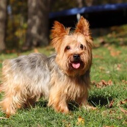 Bebee/Shorkie									Puppy/Female	/12 Weeks,Meet Bebee, a cute Shorkie puppy with a friendly, playful personality. She enjoys playing with toys, exploring her surroundings, and spending time with people. Bebee has been raised with care and attention and is well on her way to becoming a loving companion for her new family.
