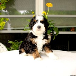 Benny/Mini Bernedoodle									Puppy/Male	/8 Weeks,Say hello to this beautiful Miniature Bernedoodle puppy with a perfect tricolor coat and soft curls! This charming puppy is up to date on shots and dewormer and vet checked! The mother Lexi is a purebred Poodle and the father is a Mini Bernedoodle! If you are seeking a well socialized puppy who is family raised contact us to learn how you can add one of our puppies to your home! 