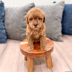 Buddy/Mini Goldendoodle									Puppy/Male	/9 Weeks,Meet Buddy! This sweet and adorable F1B Mini Goldendoodle is looking for a forever family!