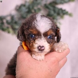 Murphy (tiny)/Mini Bernedoodle									Puppy/Male	/9 Weeks,Murphy is a handsome merle Micro Mini Bernedoodle puppy from Paw Tale Puppies, a wonderful example of one of today’s most beloved companion breeds. The Micro Mini Bernedoodle is a cross between the Bernese Mountain Dog and the Miniature or Toy Poodle, a thoughtful pairing that brings together the gentle, affectionate temperament of the Berner with the intelligence and lower-shedding coat of the Poodle. The result is a compact, sturdy companion that fits beautifully into a wide range of homes and lifestyles.