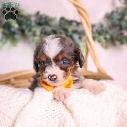 Murphy (tiny)/Mini Bernedoodle									Puppy/Male	/9 Weeks,Murphy is a handsome merle Micro Mini Bernedoodle puppy from Paw Tale Puppies, a wonderful example of one of today’s most beloved companion breeds. The Micro Mini Bernedoodle is a cross between the Bernese Mountain Dog and the Miniature or Toy Poodle, a thoughtful pairing that brings together the gentle, affectionate temperament of the Berner with the intelligence and lower-shedding coat of the Poodle. The result is a compact, sturdy companion that fits beautifully into a wide range of homes and lifestyles.