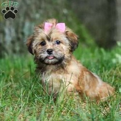 Bebee/Shorkie									Puppy/Female	/12 Weeks,Meet Bebee, a cute Shorkie puppy with a friendly, playful personality. She enjoys playing with toys, exploring her surroundings, and spending time with people. Bebee has been raised with care and attention and is well on her way to becoming a loving companion for her new family.