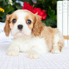 Curtis/Cavalier King Charles Spaniel/Female/May 23, 2026