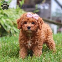 Addy/Cavapoo									Puppy/Female	/13 Weeks,Meet Addy, the epitome of charm and cuteness in the form of a Cavapoo puppy! She is a delightful blend of energy, intelligence, and affection, ready to prance into your heart and home. Her expressive eyes and wagging tail show the joy and warmth she brings to every interaction. Raised with love and care, she is the perfect fit for families and individuals alike, ready to become a cherished member of your family. With her soft, fluffy coat, she makes the perfect little snuggle buddy. Thanks to her Poodle heritage, she is intelligent and quick to pick up on new things, making her easy to train and adaptable to a variety of situations.