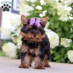 Lola/Yorkie									Puppy/Female	/11 Weeks,Hi, my name is Lola! I’m an adorable ACA Registered Yorkshire Terrier with a playful personality and a heart full of love. I enjoy spending my days exploring, playing with my favorite toys, and snuggling up for plenty of cuddles. My small size and affectionate nature make me a wonderful companion, whether you’re looking for a loyal best friend or a loving addition to your family.